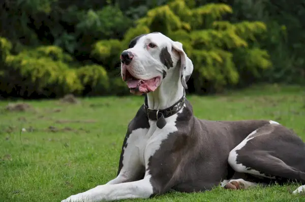 un cane alano sdraiato all'aperto