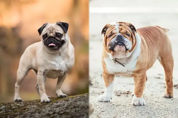 Miniatyr Bulldog (Pug & English Bulldog Mix): Bilder, guide, info, stell og mer!