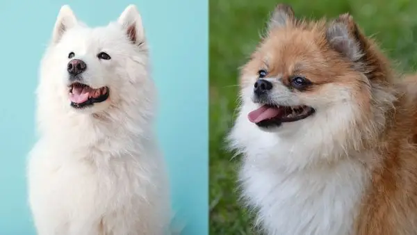 Rodičovská plemena samojedské pomeranianské směsi