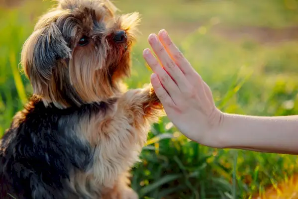 yorkshirenterrieri pentu antaa tassulleen omistajalleen