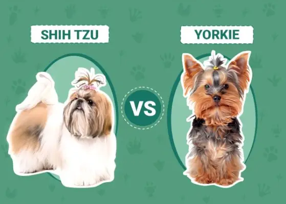Shih Tzu vs Yorkie: Kľúčové rozdiely a podobnosti (s obrázkami)
