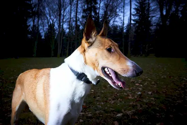 Glatki škotski ovčar u parku u sumrak