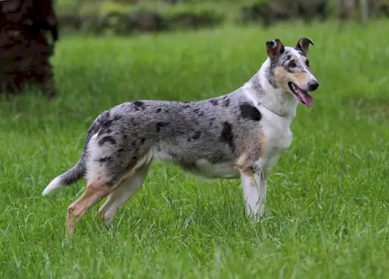 Smooth Collie: vodič za njegu, slike, temperament i više