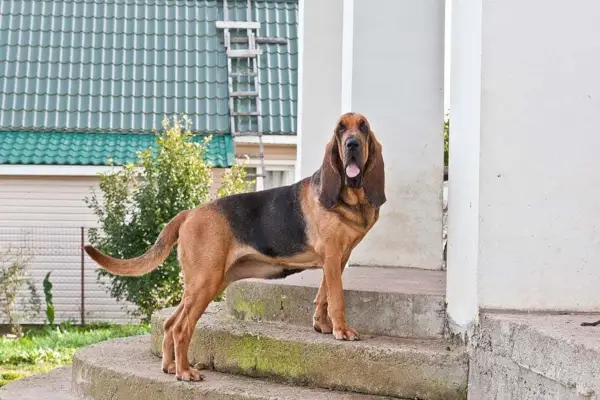 belgisk malinois står utendørs