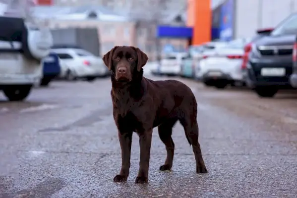 sjokolade labrador retriever hund på parkeringsplassen