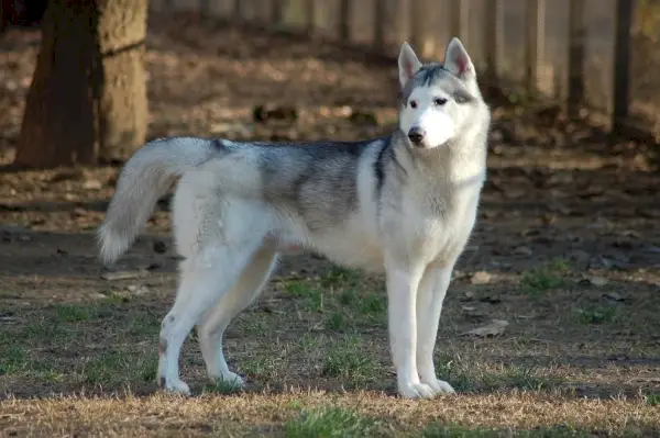 siberian husky stående på gresset
