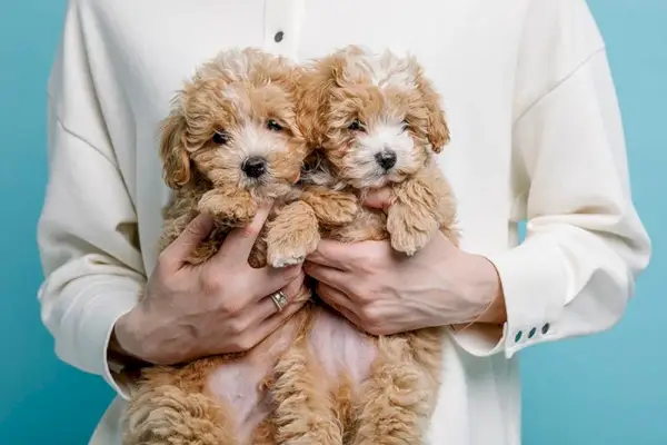 persoană care poartă cățeluși adorabili maltipoo