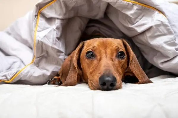 5 raons per les quals els dachshunds s'enfonsen sota mantes i quan preocupar-se