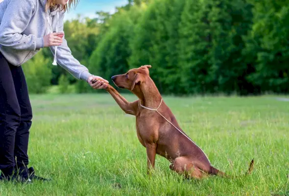 cachorro rhodesian ridgeback dando pata em treinamento