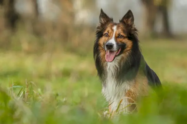 Sable Border Collie assegut a l'herba