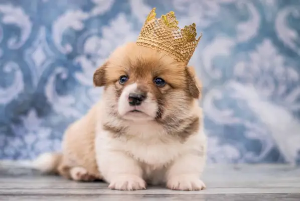 Corkie mit Krone_Oksamutnaya_Shutterstock