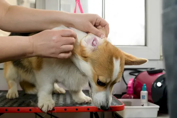 Pielęgnator czyści uszy psa pembroke welsh corgi