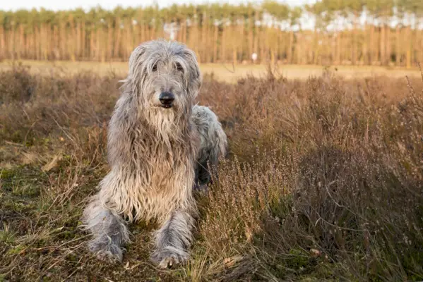 夕日の中のスコットランドのディアハウンド