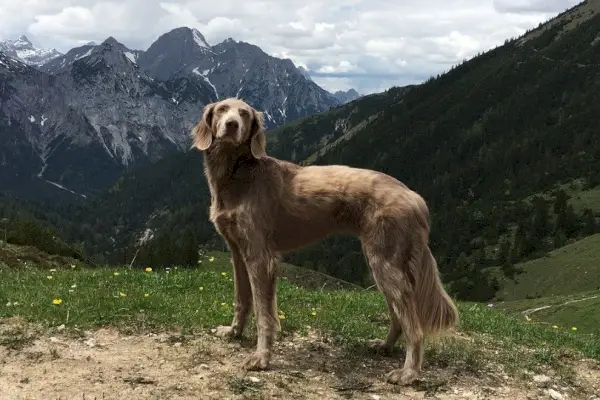 Weimaraner pe un munte