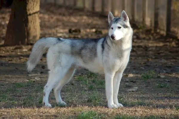 husky siberian
