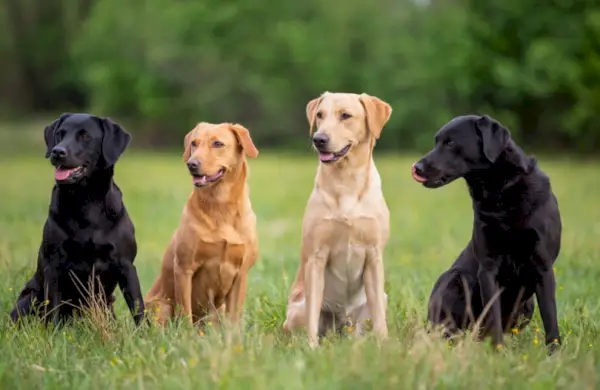 patru câini labrador retriever în iarbă