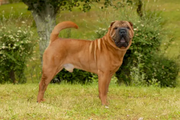 12 faktów na temat chińskiej rasy psów Shar-Pei (informacje zweryfikowane przez weterynarza)