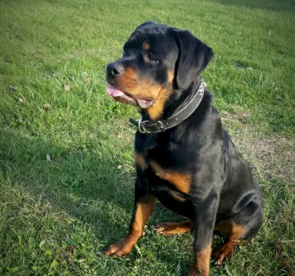 mini rottweiler siddende