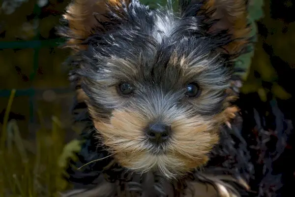Yorkshire-Terrier-Welpe