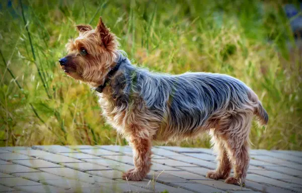 Yorkshire-Terrier steht draußen auf einer Terrasse