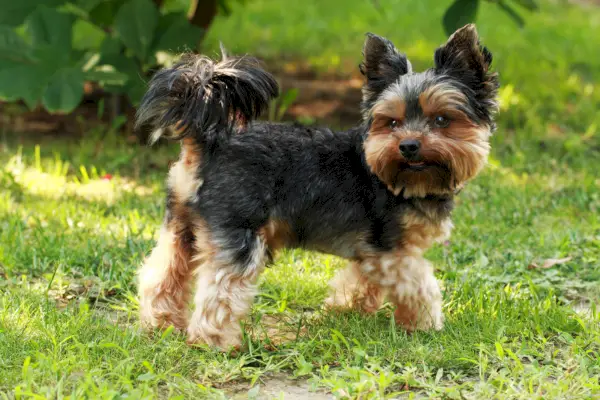 Yorkshire-Terrier-Hund steht im Freien