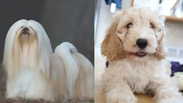 Lacasapoo (Lhasa Apso & Cockapoo Mix): Billeder, guide, info og pleje