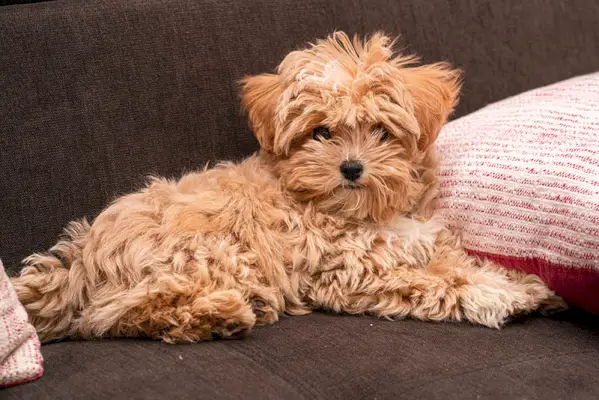 Maltipoo pret Cavapoo: kāda ir atšķirība? (Ar attēliem)