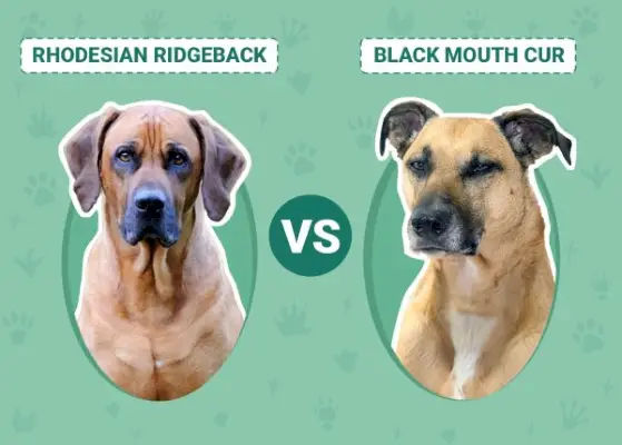 Rhodesian Ridgeback vs. Black Mouth Cur: tärkeimmät erot (kuvien kanssa)