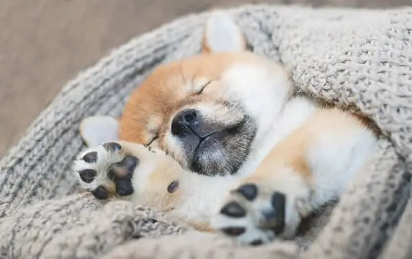 Cachorro Shiba Inu durmiendo profundamente