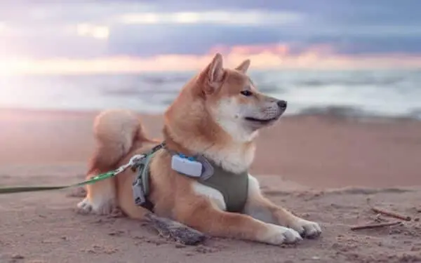 Cachorro shiba inu con rastreador de collar tumbado en la playa