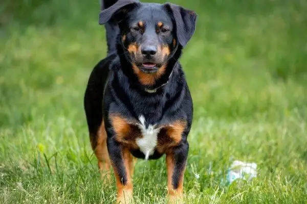 Rottweiler gemengd rashond op gras