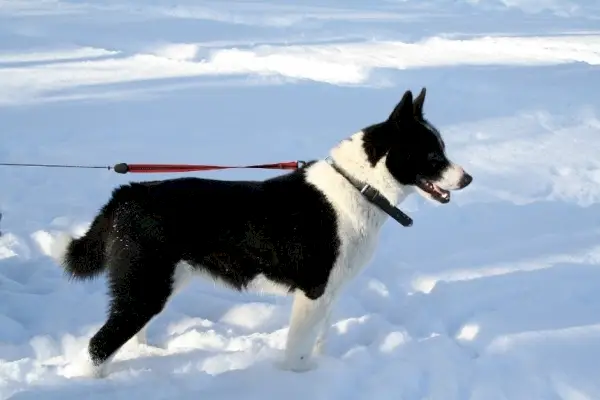 Karelsk bjørnehund