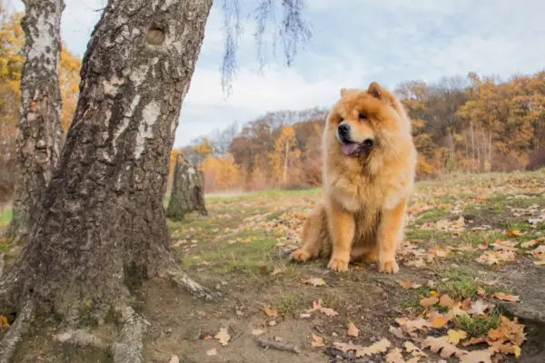 chow chow sitter nær treet