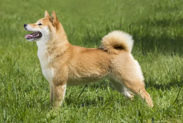 shiba inu hund som står i gresset