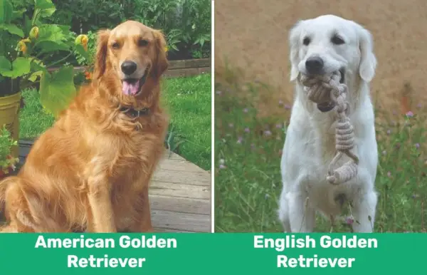 americký anglický zlatý retrívr