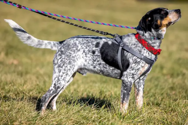 plavokrpeljski pas vun na uzici na otvorenom