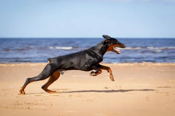 exercici de pinçador doberman