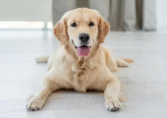 golden retrieverhond die op de vloer ligt