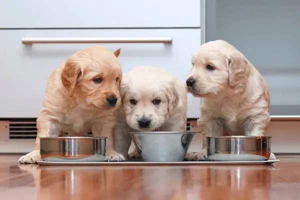 Golden Retriever-pups eten in de keuken als kleine fijnproevers