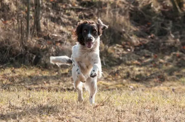 Spaniel francês