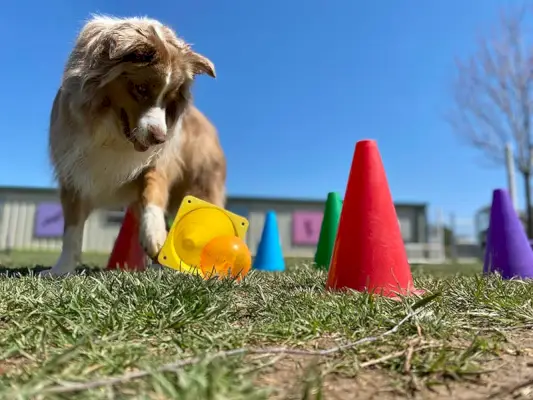 Аустралијски овчар игра игру памћења мозга напољу у трави