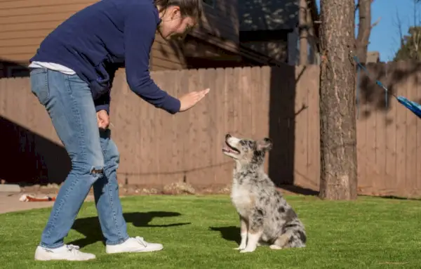 Млада жена учи штене аустралског овчара да остане