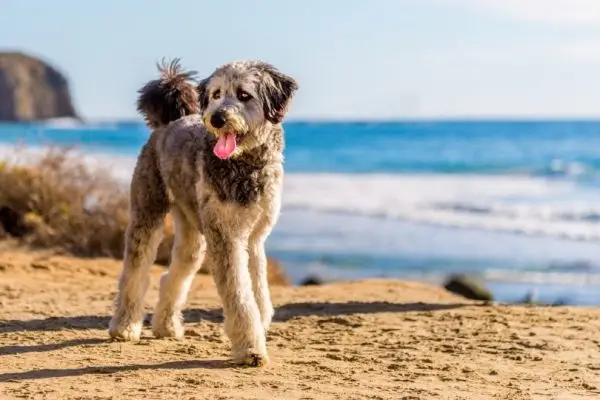 Aussiedoodle paplūdimyje