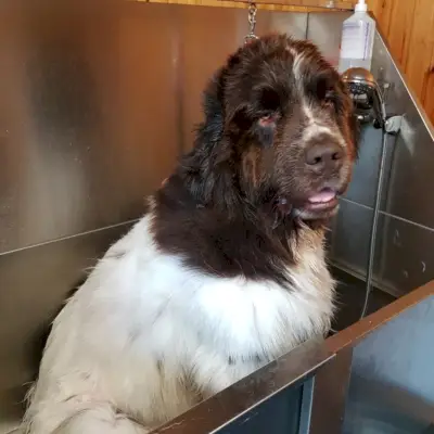 Newfoundland hondenverzorging