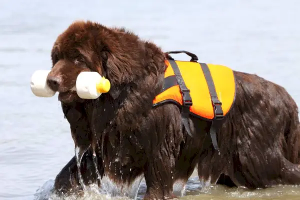 Newfoundland-hond die speelgoed in water apporteert