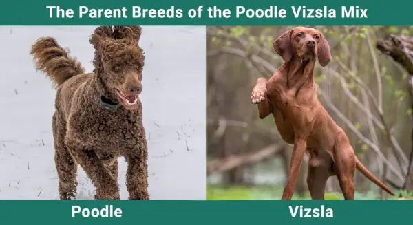 Родитељске расе пудла Визсла Мик