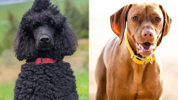 Пудла Визсла Мик (Визсладоодле): Водич за негу, слике, темперамент и још много тога