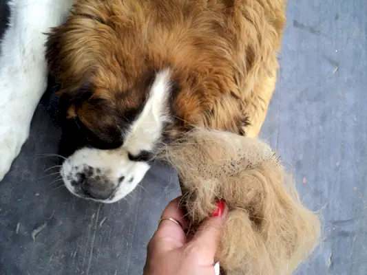 Mano mostrando el pelo caído de un perro San Bernardo.