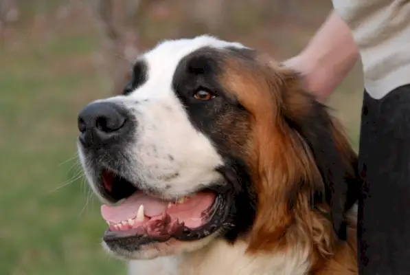 Cachorro San Bernardo con dueño