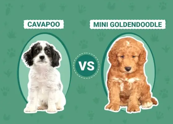 Cavapoo vs Mini Goldendoodle : différences expliquées (avec photos)